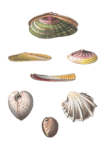 240 Various Shell illustration by Vero Shaw