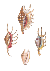 064 Various Shell Illustration by Vero Shaw