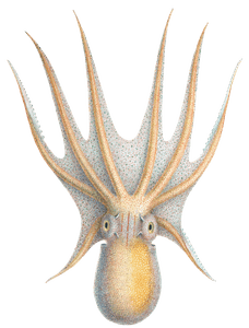 Octopus 4 Illustration by Jean Baptiste Verany