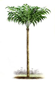 Zamia Obliqua
