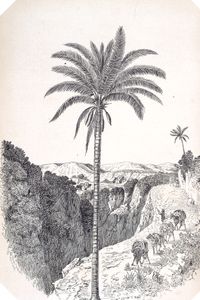 Acrocomia Sclerocarpa