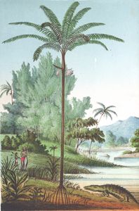Triaslea Palm