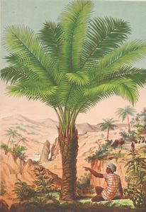 Cycas Rubiniana Cycad Plant
