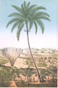 Aceca Palm