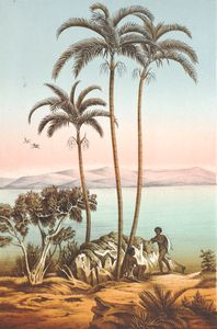 Seafoitbia Elegaus Palm