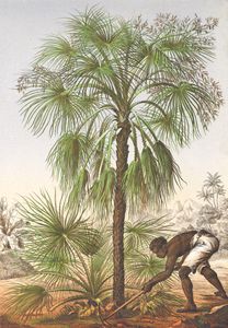 Livistona Humilis Palm