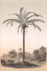 Astiocaiyum Palm