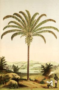 Maxinniliana Palm