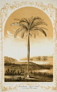 Oredoxa Palm