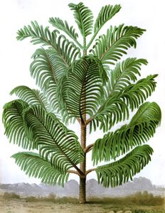 Araucaria Balansae Palm