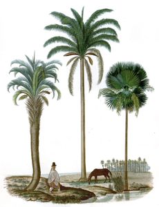 Copernicia Pam