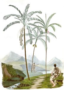 Euterpe Palm 2