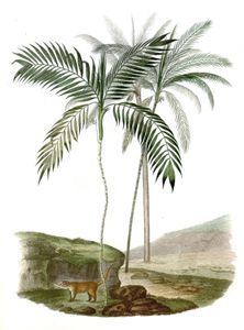 Coconut Palm