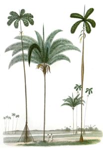 Iriatea Palm