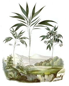 Bactris Palm 2