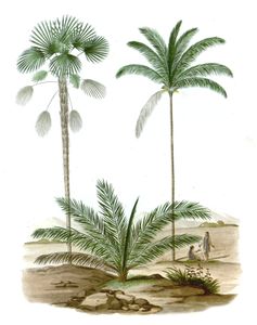 Trithrinax Palms