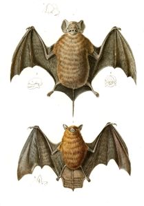 Bat 5