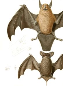 Bat 4
