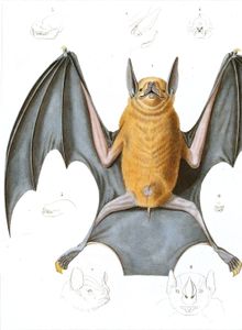 Bat 3