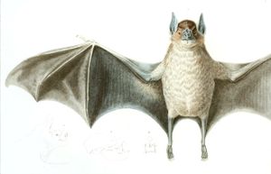 Bat 2