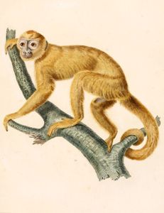 Cebus Monkey