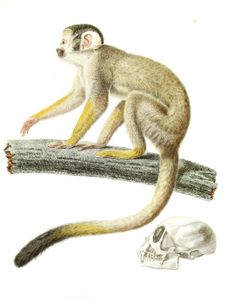 Calitrix Monkey