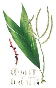 Geonoma
