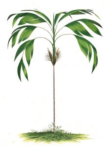 Hyospathe