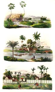 Corypha Sagus Areca