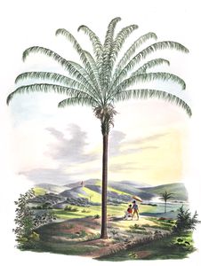 Maximiliana