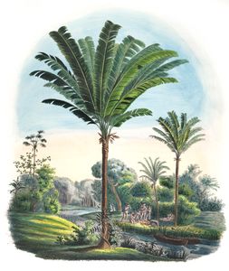 Manicaria Desmoncus