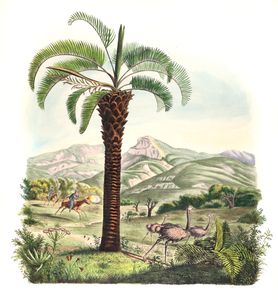 Cocos Diplothemium