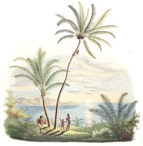 Diplothemium Cocos Attalea