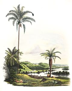 Cocos