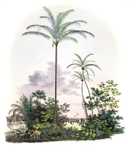 Astrocaryum Cocos