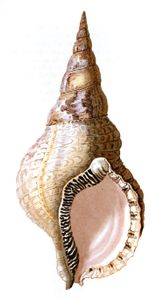 Septa Tritonia Shell