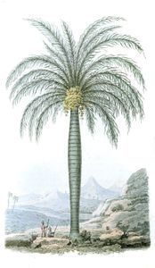 Palm Tree 1