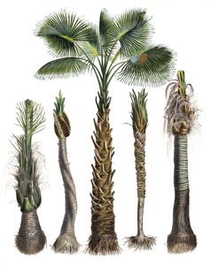 Palm Trees
