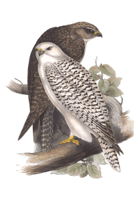Jer Falcon