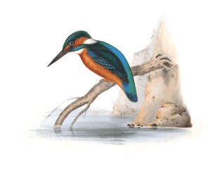 Kingfisher