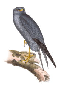 Lead Colored Falcon