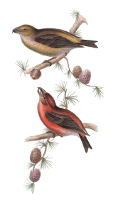 Parrot Crossbill