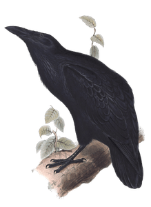 Raven