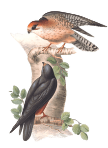 Red Footed Falcon