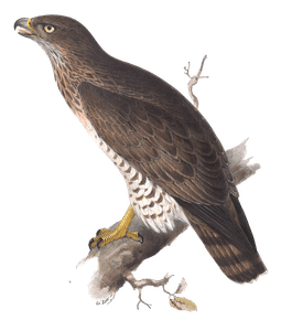 Short Toed Eagle