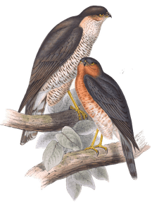 Sparrow Hawk