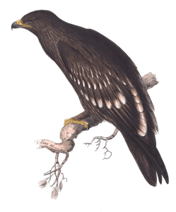 Spotted Eagle
