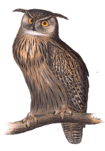 Eagle Owl