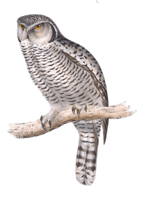 Hawk Owl