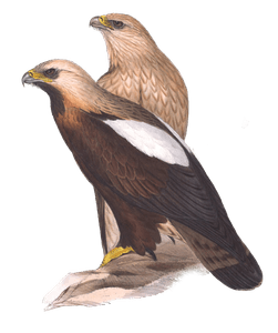 Imperial Eagle